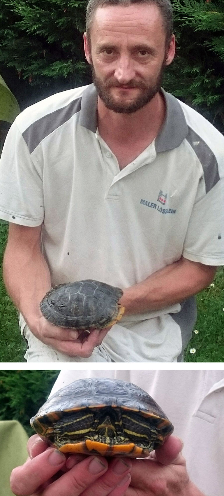 Schildkröte – gefangen am 19. August 2016