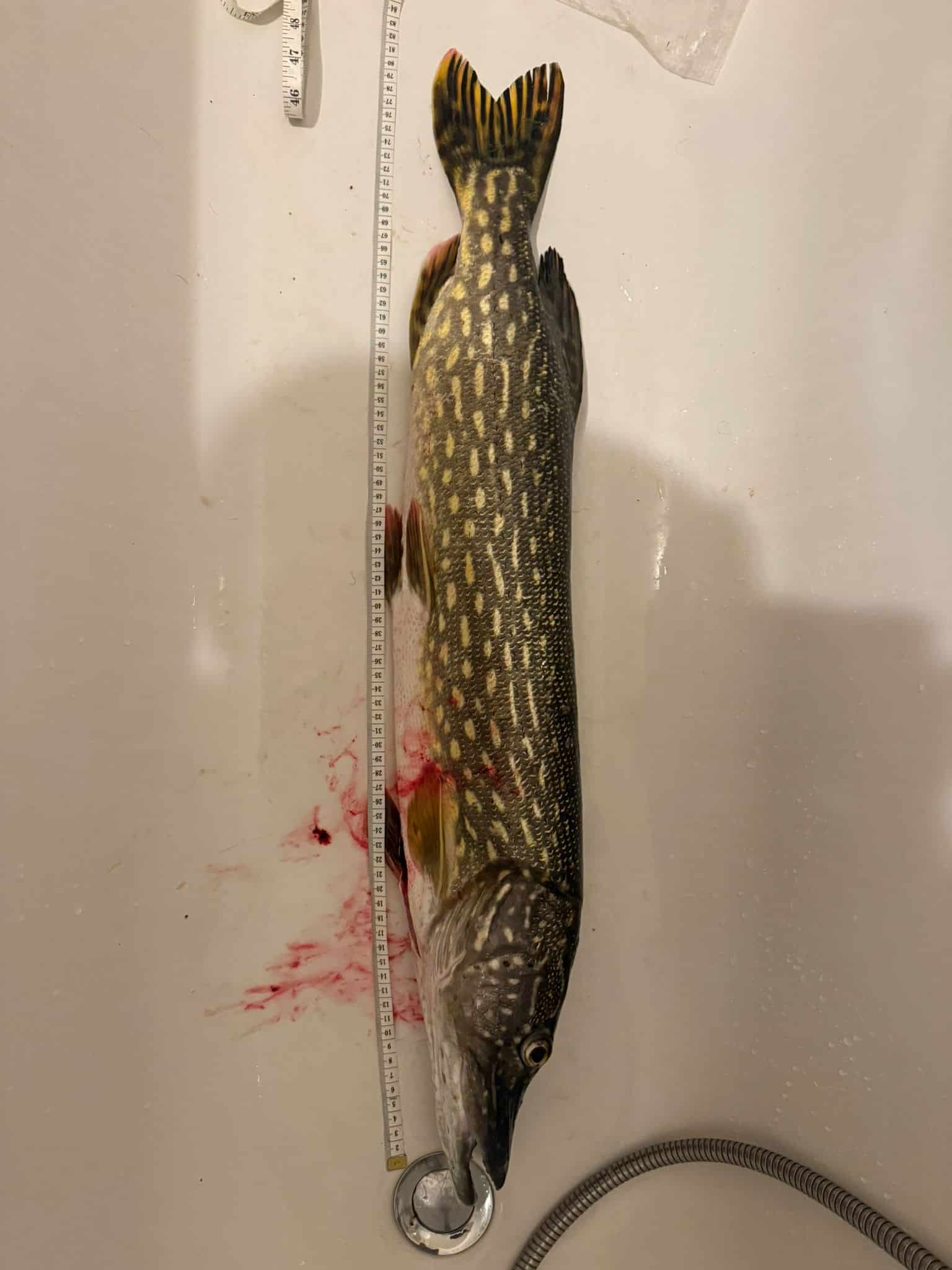 Hecht – gefangen am 14.10.2025